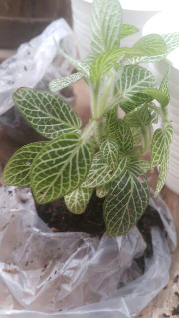 Tanaman Fittonia Albivenis Garis Putih Ukuran Kecil