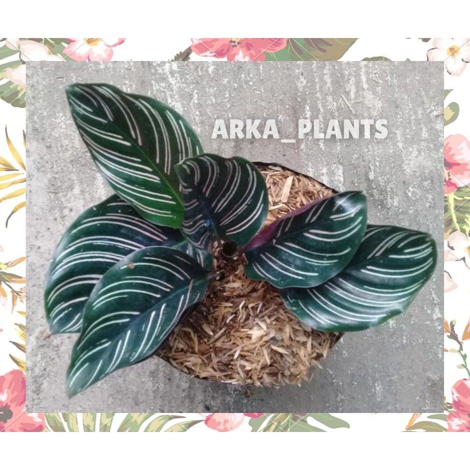 CALATHEA ORNATA/CALATHEA BATIK