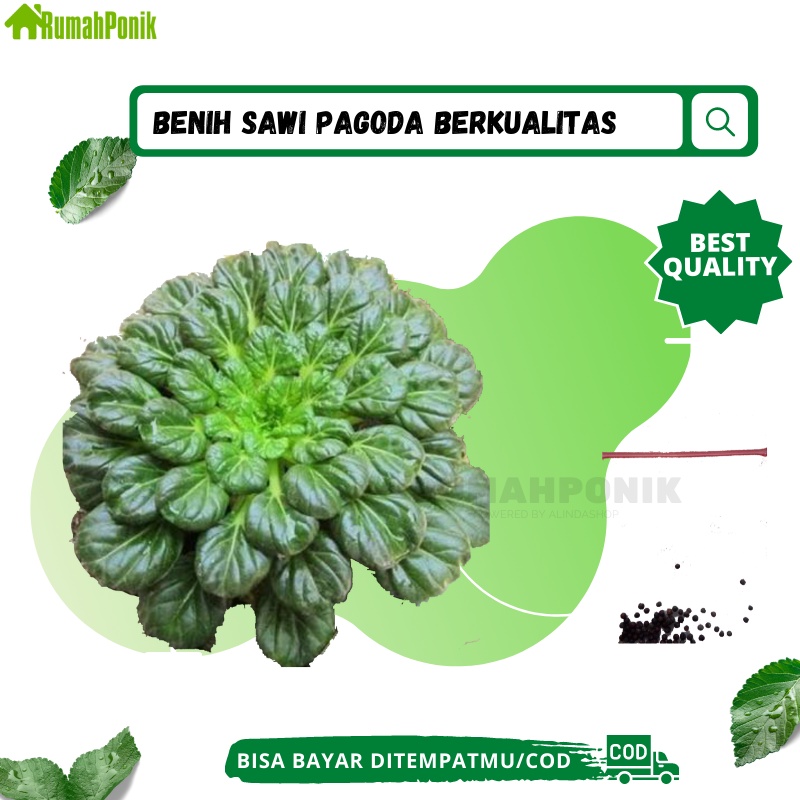 Puluhan Benih Sayuran Sawi Pagoda / Benih Pagoda / Bibit Sawi Pagoda Ta Ke Cai