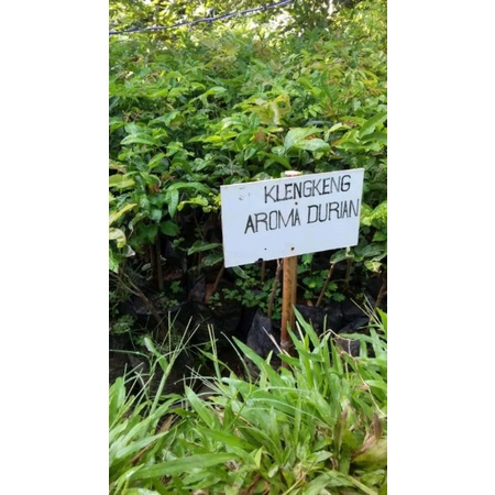 BIbit KELENGKENG AROMA DURIAN BIBIT TANAMAN KELENGKENG CEPAT BUNGA