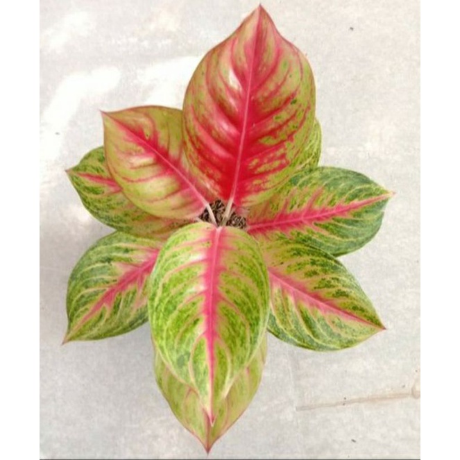 Aglonema andini Tanaman Hias aglo andini Dewasa