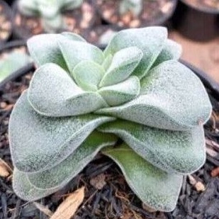 sekulen morganbiuty / sekulen crasula / sekulen tower