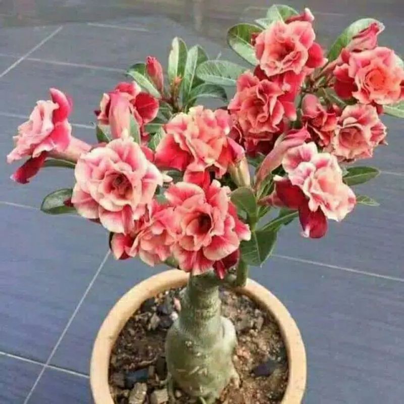Tanaman hias adenium kamboja jepang || tanaman kamboja jepang