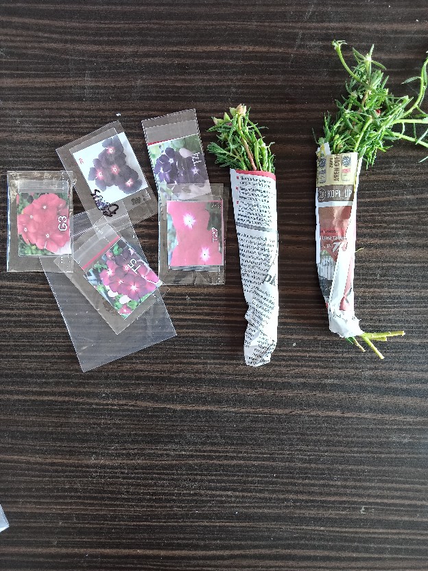 Moserore Irin Carnation Thailad