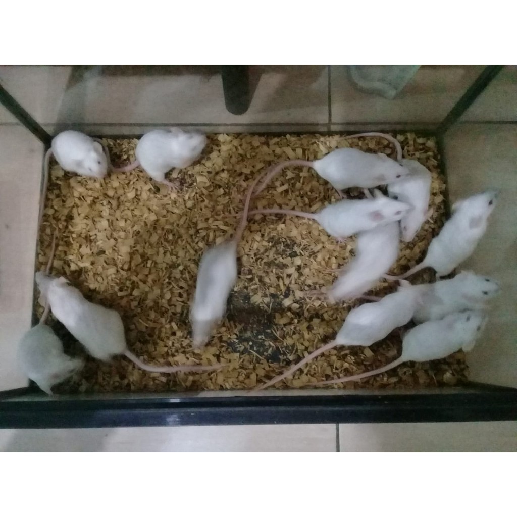 PAKET INDUKAN MENCIT