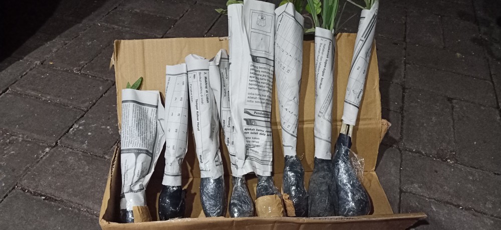 Tanaman Khas Bali Penghias Ruangan Meranti Bali/calathea Multicollor