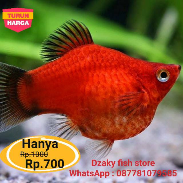 72+ Gambar Hewan Ikan Peyang Gratis Terbaru