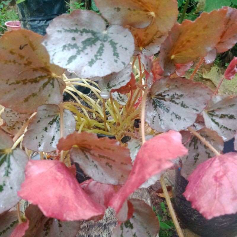 Tanaman gantung/begonia merah/begonia merah pink/begonia martin mistery