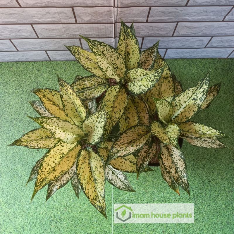 aglonema snow white jumbo rimbun (calon indukan)