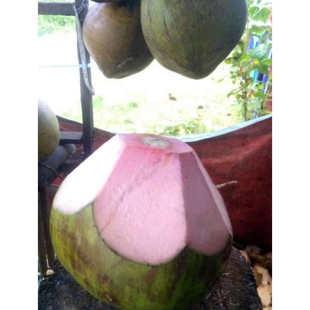 kelapa hijau untuk obat (kelapa ijo serat merah)