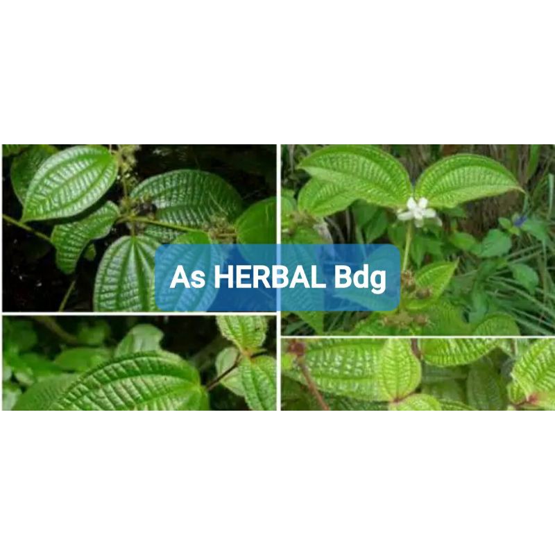 

Daun Senduduk bulu senggani atau harendong bulu segar 500 gram-az