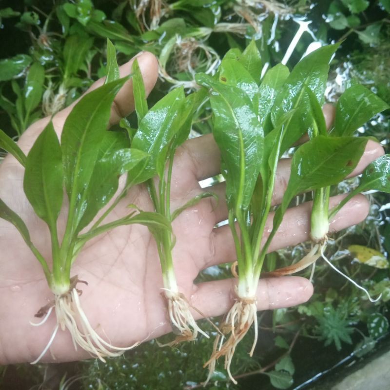 

amazone per batang