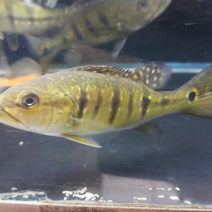 Pbass / Peacock Bass Intermedia Inter