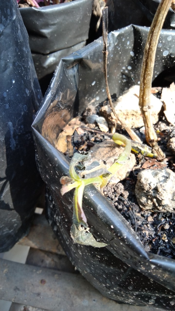 5 Batang Zabrina Gantung