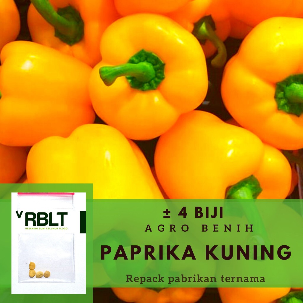 Jual Bibit Paprika Kuning Golden Star F Hibrida Benih Sayuran Unggul Known You Tanaman Sayur