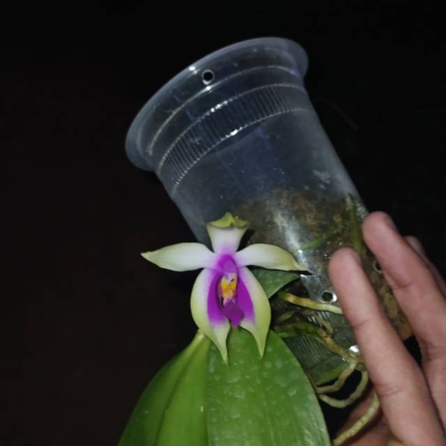 Phalaenopsis bellina