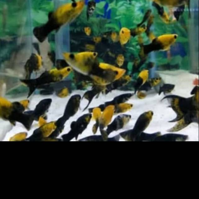 

Ikan Hias Black Golden