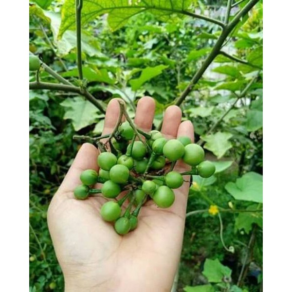 

Buah takokak,buah cepokak segar 300 gram