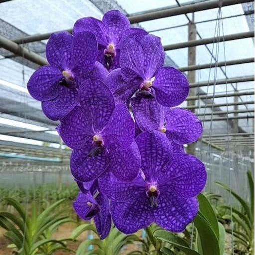 Anggrek Vanda Pachara Delight