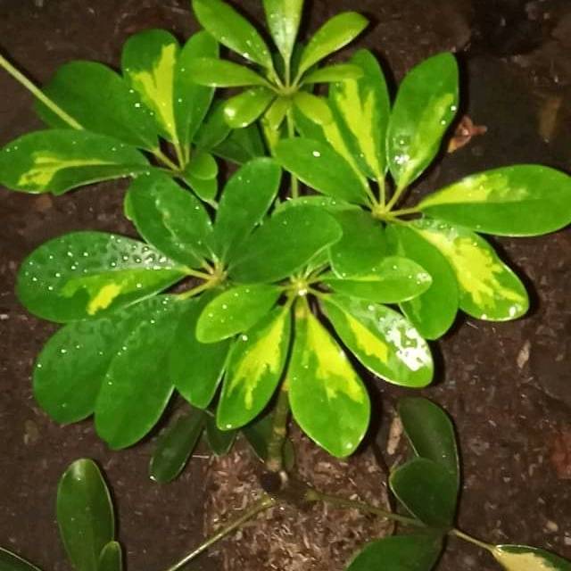 Tanaman Hias Wali Songo Hijau