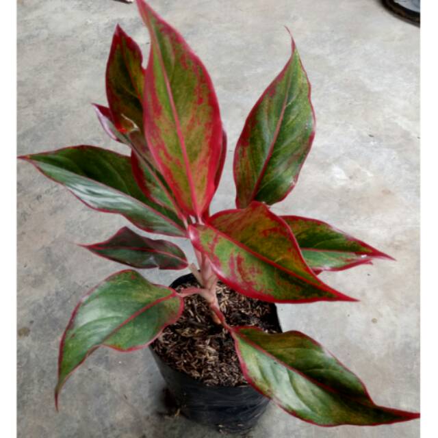 Paket 10 bibit bunga aglonema lipstik.