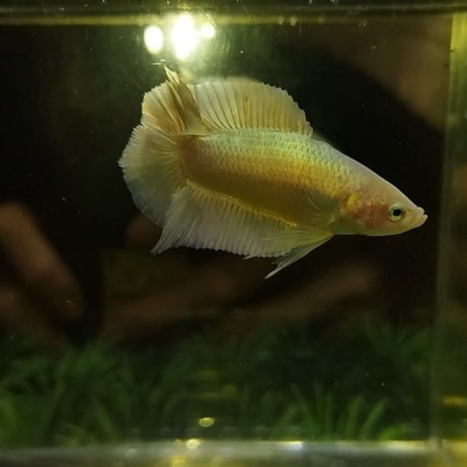 IKAN CUPANG PLAKAT DOUBLE TAIL/PKDT/DTPK SOFT GOLD 100% REALPICT (KODE AQ6)