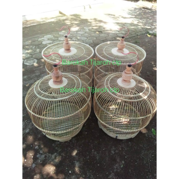 kandang ayam hutan murah