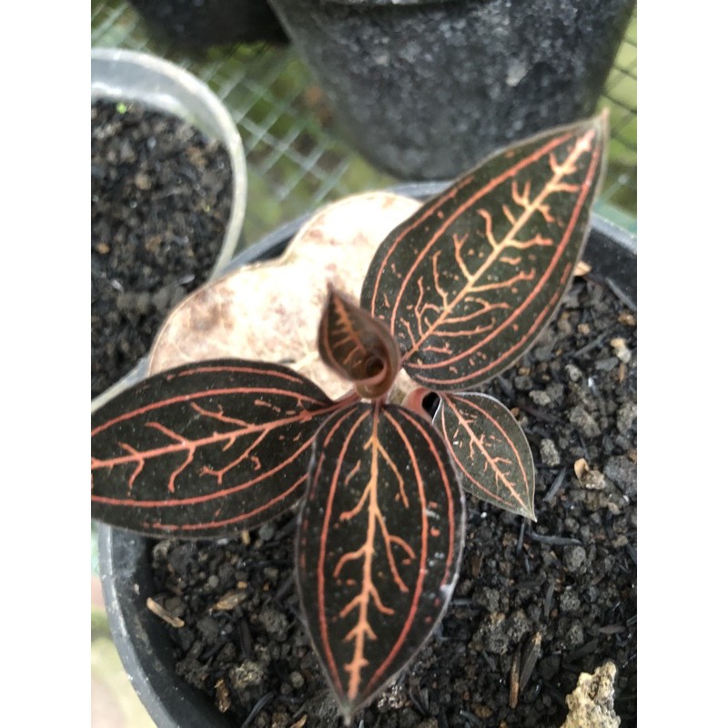 Jewel orchid macodes