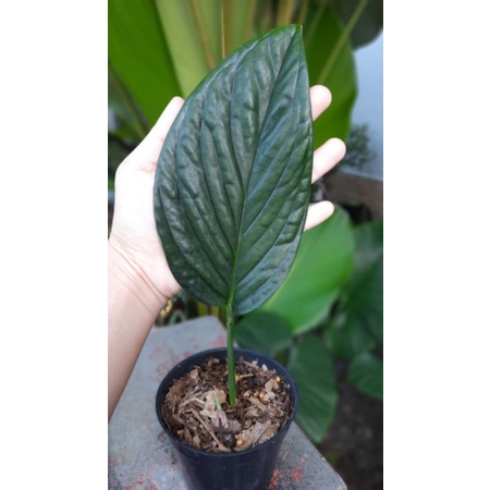 Monstera Pinatipartita
