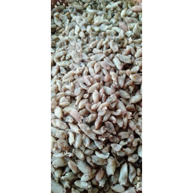 

babycumi kering tanpa kepala ,1 kg hanya 165rb
