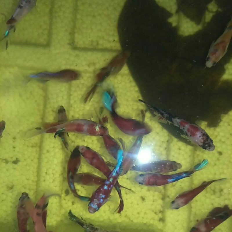 ikan cupang hias female multi, nemo, hellboy dll full block warna