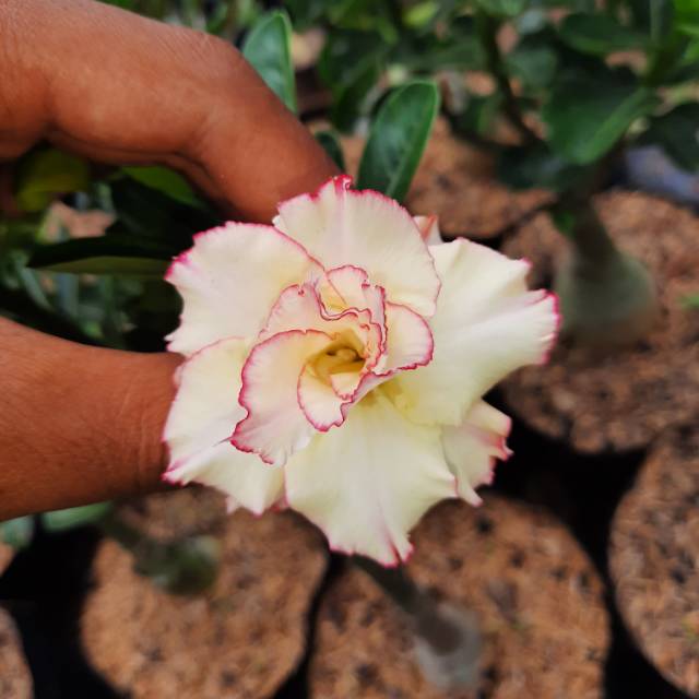 Bibit Adenium Tumpuk Size A