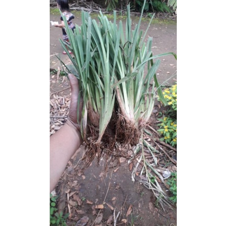 hijauan pakan ternak  . bibit rumput demplot -bibit rumput odot - bibit indigofera/kalikiria