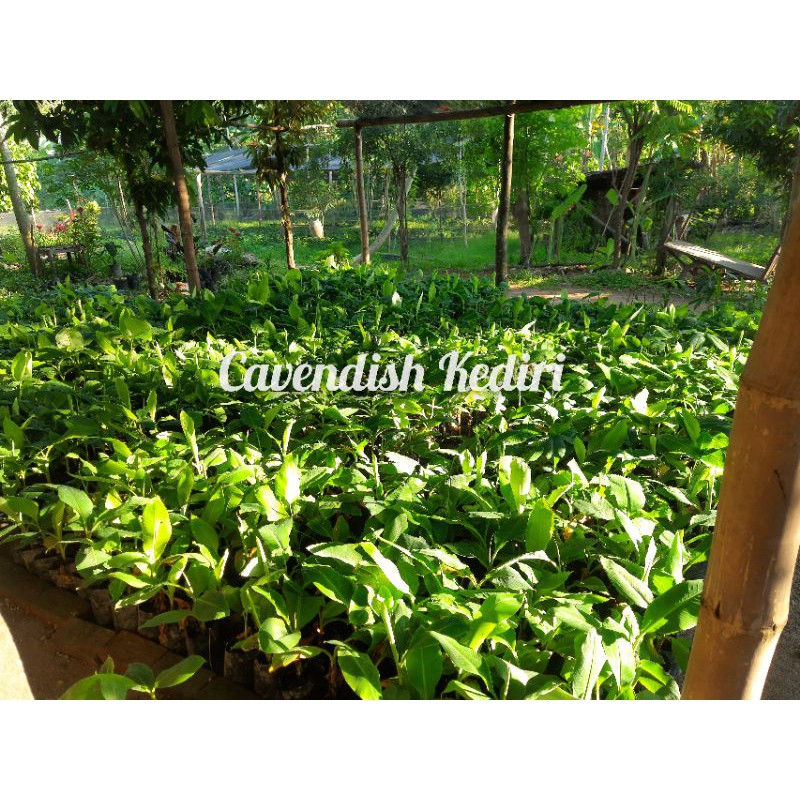 Bibit pisang cavendish PIF / Cavendish Grand Nain