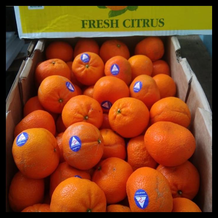 

Buah Jeruk Mandarin Import Fresh Per Kilogram