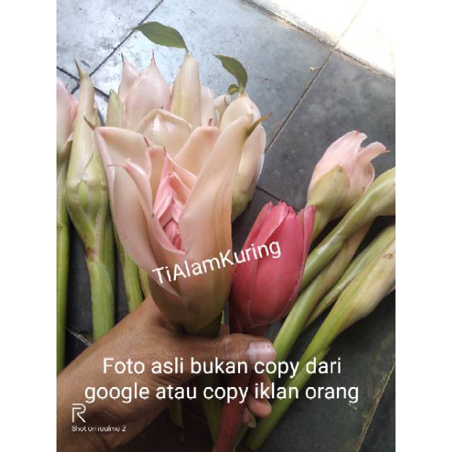 

terbaru Bunga kecombrang/rombeh / bunga honje segar fresh 100gr segar