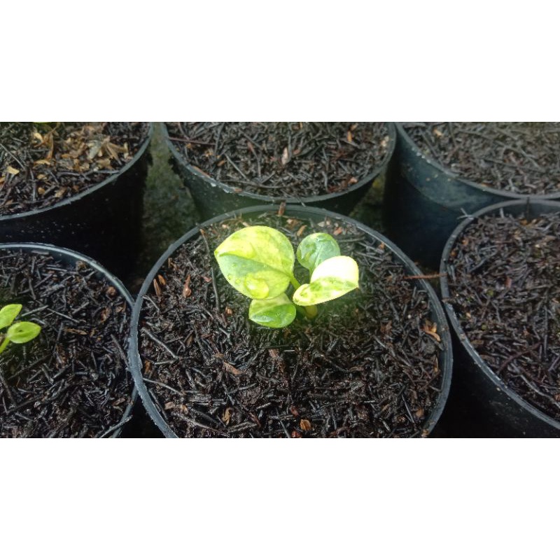 Jemani Cobra Varigata