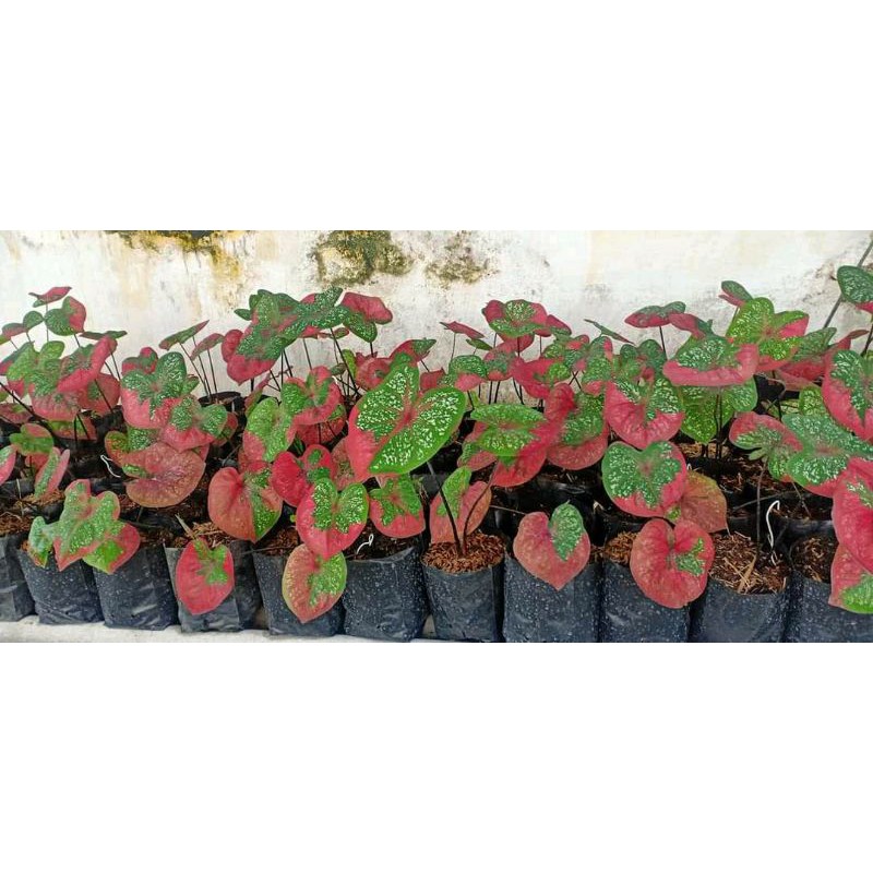 Tanaman Hias Koleksi Keladi Baret Impor Remaja Beranjak Dewasa