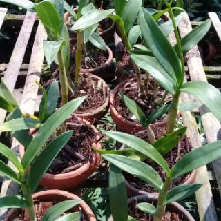 Paket Anggrek  Dendrobium Spike Shopee  Indonesia