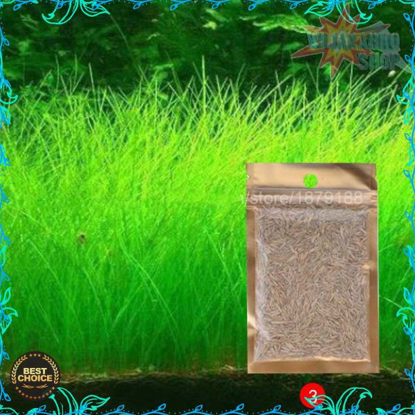 Bibit Rumput Air Dekorasi Aquarium Landscape Ornament - H0027 HBI11