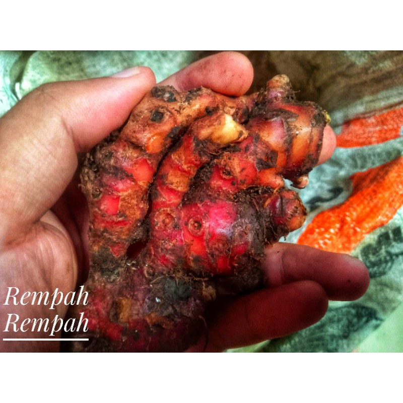 

Jahe Merah medan 1000gram/ 1kg
