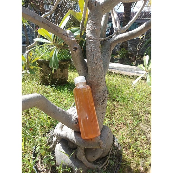 

MADU MURNI NEKTAR KAYUPUTIH 350g