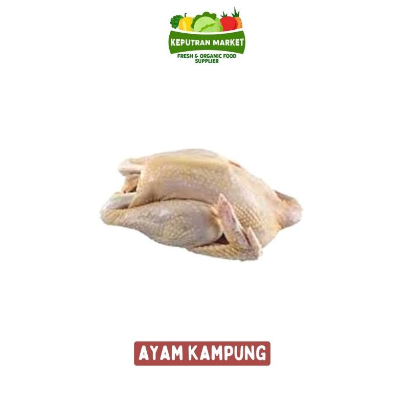 

Ayam Kampung Per Ekor / Unggas