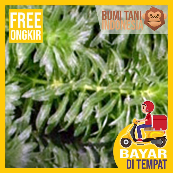 Tanaman Air Aquascape Aquarium Ganggang Air Hydrilla
