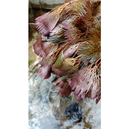 tanaman aquascape cabomba red