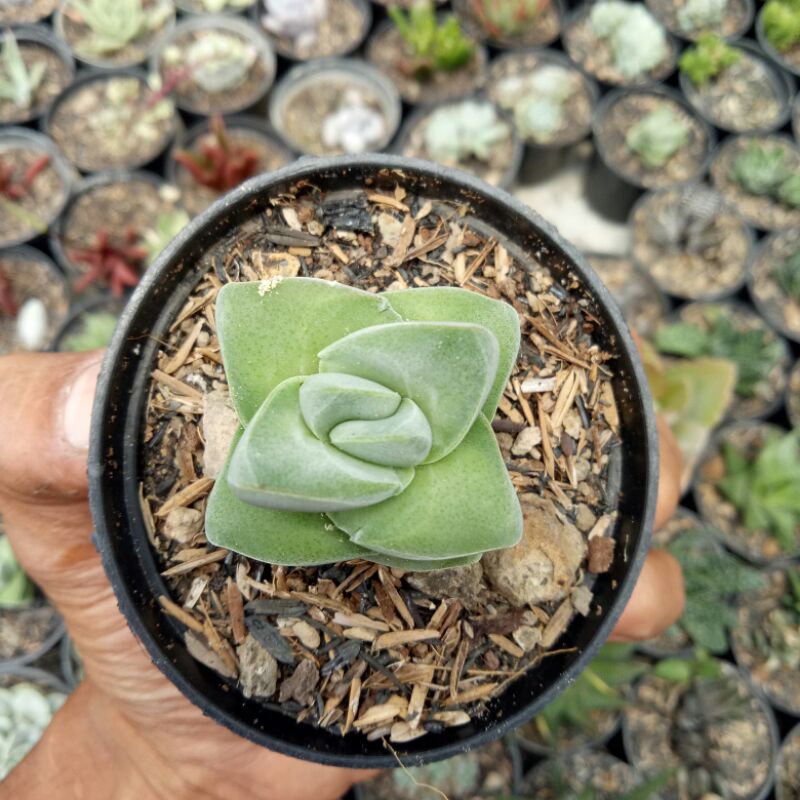 sekulen sekulen monglo