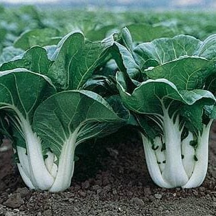 SERBU Benih Serba Seribu - Benih Sayur-sayuran - Benih Sayur Daun dan Sayur Buah-Pakcoy Putih
