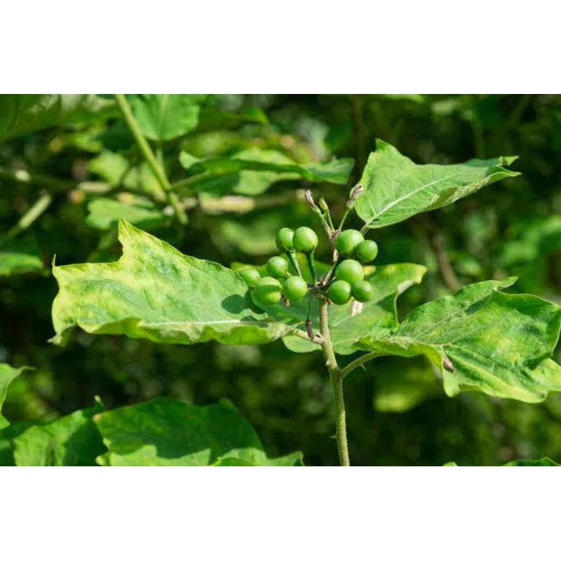 

Rimbang/Takokak/sonalum Torvum