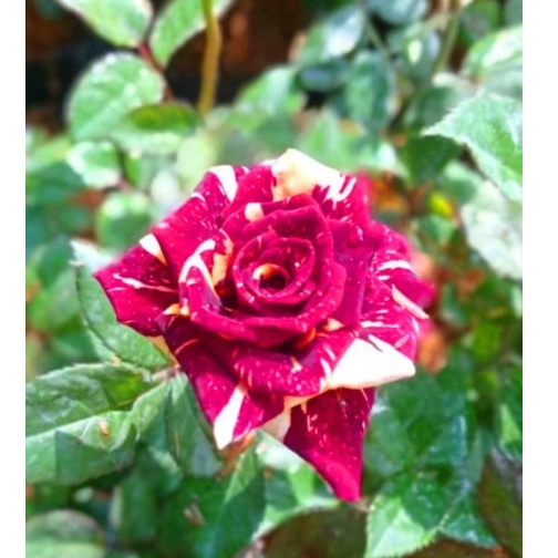 Bunga Mawar Hidup Warna Batik Hidup Sudah Berbunga Murah Meriah Bunga Mawar Hidup 2 Warna