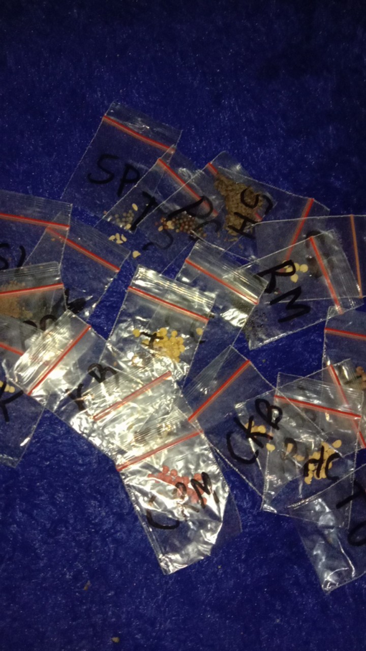 Benih Sawi Putih Panjang (spp)